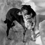 Photo of Rhythm Of Life Animal Chiropractic