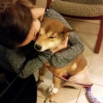 SAGE Veterinary Centers - Campbell - Ketsu: okay mom stop with the hugs and kisses - Veterinarians Near Me - Campbell, California