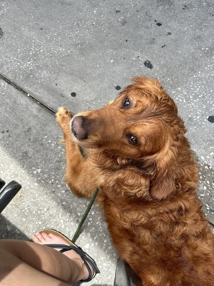 ACROPOLIS MEATS Updated September 2024 23 Photos & 30 Reviews 148