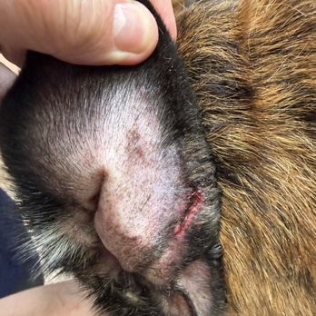 Bark Lodge - Inside of dogs ear where he was bit - Pet Sitting Near Me - Kernersville, North Carolina Bark Lodge - Inside of dogs ear where he was bit - Pet Sitting Near Me - Kernersville, North Carolina