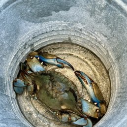 Crab Crab