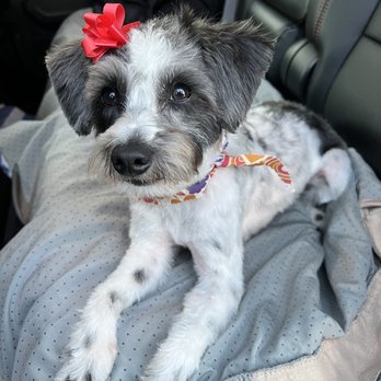Happy Dog Wash - After grooming - Pet Groomers Near Me - Orlando, Florida Happy Dog Wash - After grooming - Pet Groomers Near Me - Orlando, Florida