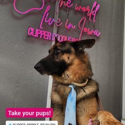 My handsome German shepherd
