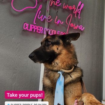 Clipper Doodle Do - My handsome German shepherd - Pet Groomers Near Me - Des Moines, Iowa