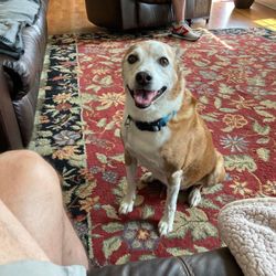 Lap of Love - Beau waiting for a puppy treat!