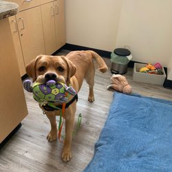 Harmony Veterinary Center