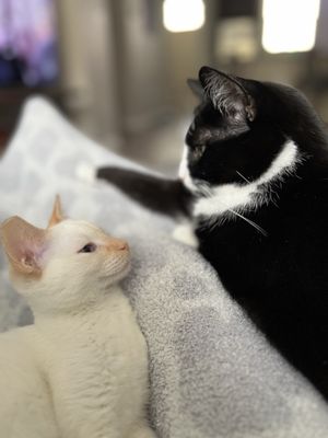 Rescued Treasures Cat Cafe by PALnv by null