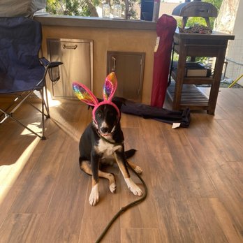 Troop K9 Care - Happy Easter from Betty! - Pet Training Near Me Troop K9 Care - Happy Easter from Betty! - Pet Training Near Me