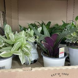 Rural King - Houseplants