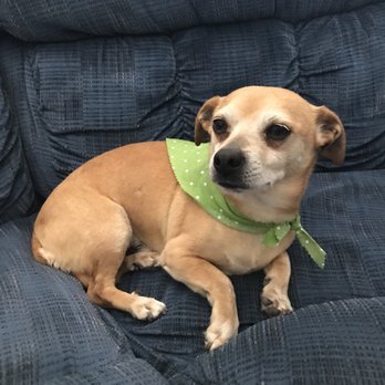 Dog Styling Boutique - Pet Groomers Near Me - Glendora, California