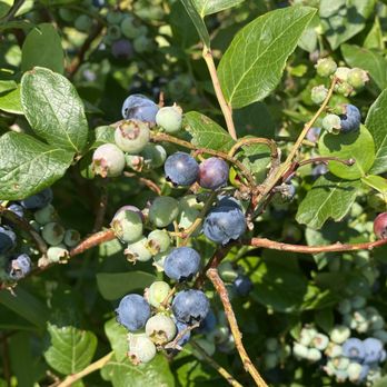 McIntyre's Winery & Berries - a cluster of blueberries - Wineries Near Me - Bardstown, Kentucky McIntyre's Winery & Berries - a cluster of blueberries - Wineries Near Me - Bardstown, Kentucky