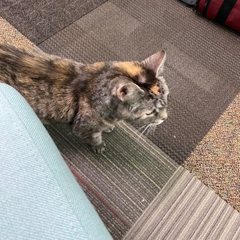 Clevengers Corner Veterinary Care - Veterinarians Near Me - Amissville, Virginia