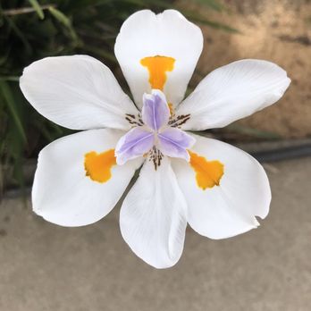 Eye Makeovers - Flowers in her place - Permanent Makeup Near Me - Redondo Beach, California Eye Makeovers - Flowers in her place - Permanent Makeup Near Me - Redondo Beach, California