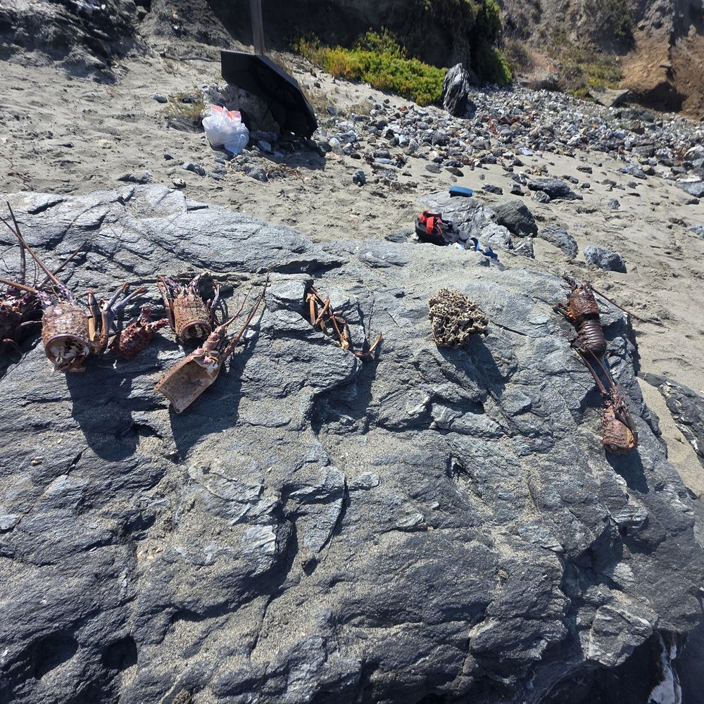 Little Harbor Campground - Skeleton of sea life - Campgrounds Near Me - Avalon, California Little Harbor Campground - Skeleton of sea life - Campgrounds Near Me - Avalon, California
