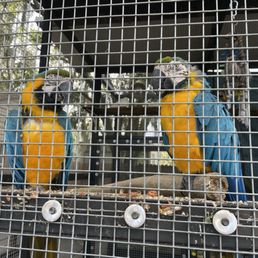 Birdies Birdies
