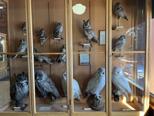 Banff Park Museum National Historic Site by null