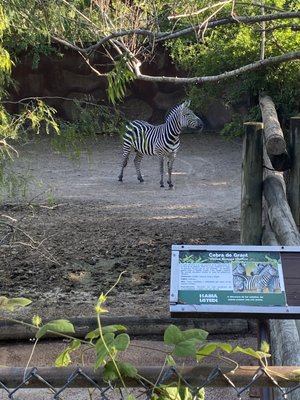 Gladys Porter Zoo by null