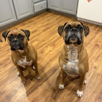Tuttle’s Pet Sitting - My Boxer babies - Pet Sitting Near Me Tuttle’s Pet Sitting - My Boxer babies - Pet Sitting Near Me
