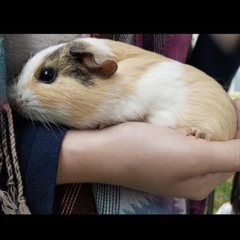 Itty Bitty Mobile Petting Zoo - Beautiful  creatures - Petting Zoos Near Me