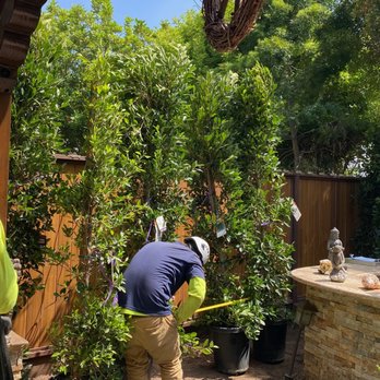 Moon Valley Nurseries - Orienting the plants - Landscaping Near Me - Torrance, California