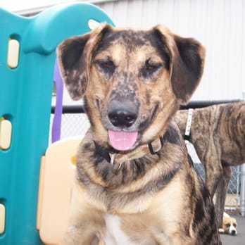 Central Bark Doggy Day Care - Pet Sitting Near Me - Sheboygan, Wisconsin Central Bark Doggy Day Care - Pet Sitting Near Me - Sheboygan, Wisconsin