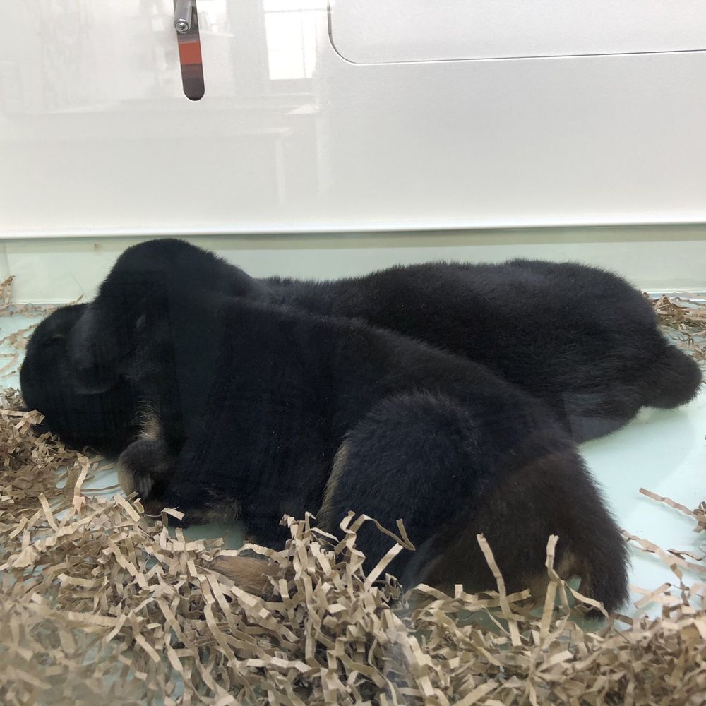 Boogie’s Pups - Pet Stores Near Me - Grapevine, Texas Boogie’s Pups - Pet Stores Near Me - Grapevine, Texas