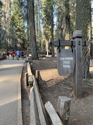 General Sherman Tree by null