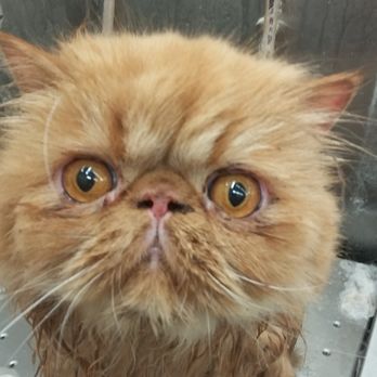 pawsh mobile grooming cape cod