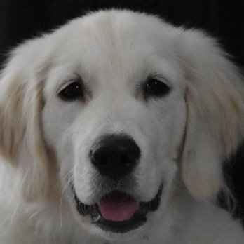 Brightness Beauties - Pet Breeders Near Me - Phoenix, Arizona Brightness Beauties - Pet Breeders Near Me - Phoenix, Arizona