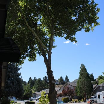 Eagle Tree Service - Tree Services Near Me Eagle Tree Service - Tree Services Near Me