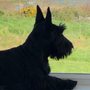 Compassionate Care Veterinary Services