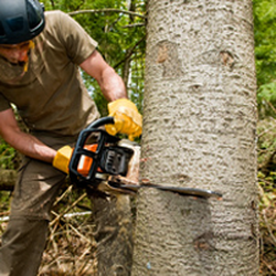 Greg's Tree & Stump Removal