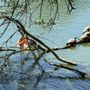 Photo of Heritage Duck Pond And Park