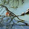 Heritage Duck Pond And Park gift card