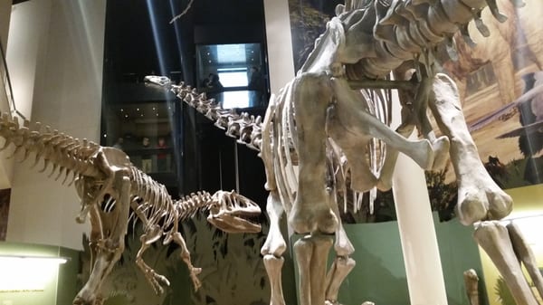 Sam Noble Oklahoma Museum of Natural History by null