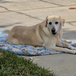 Lotsa Love Pet Rescue - I adopted Polly8 1/2 yrs ago through Lotsa Love Rescue. She was 2 yrs old. Lisa w/Lotsa was honest & caring about their animals.