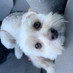 From Wags to Riches Mobile Grooming