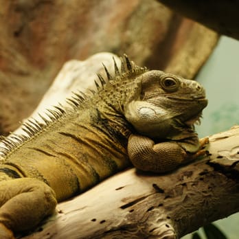 Micke Grove Zoo - Zoos Near Me - Lodi, California