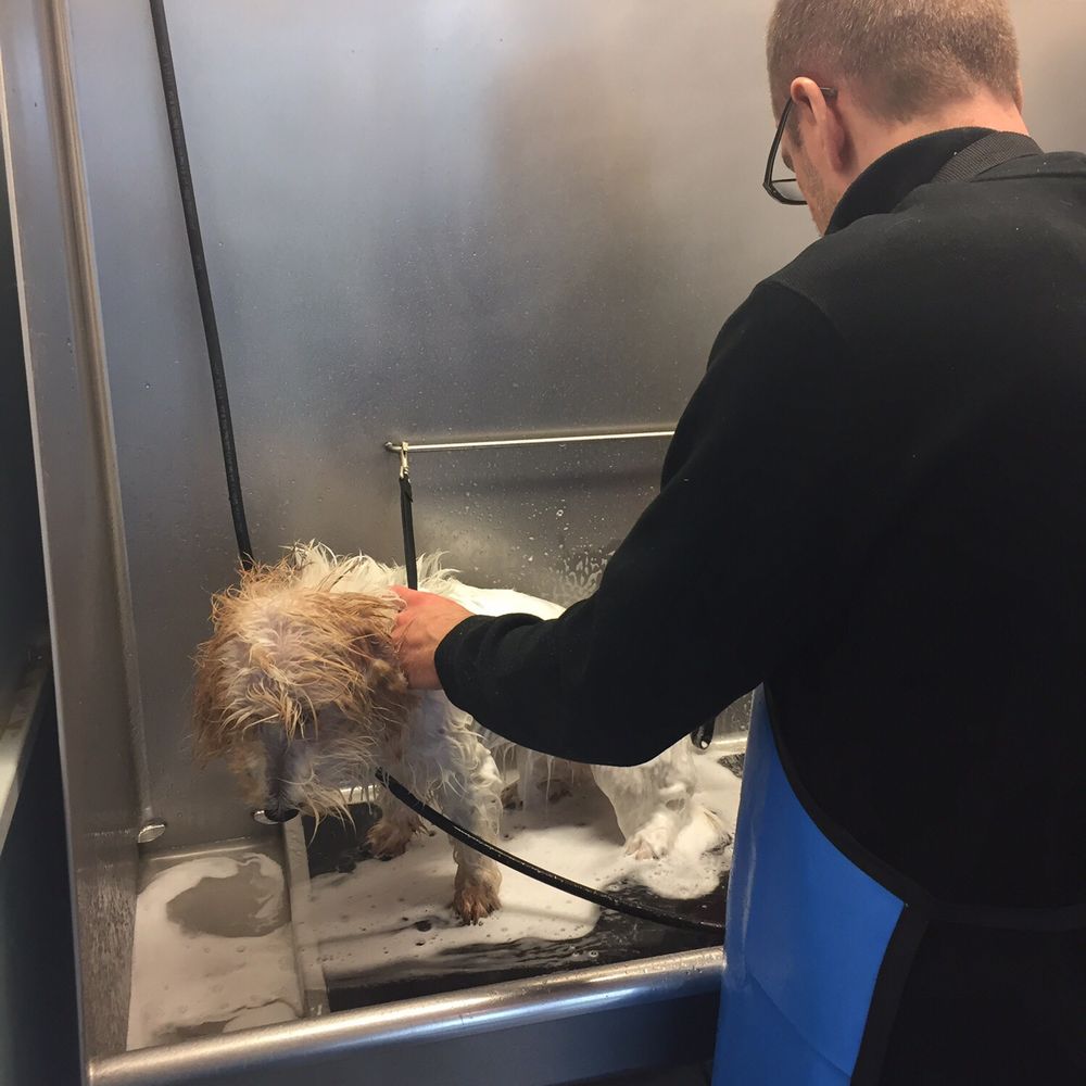 Finley being washed Finley being washed