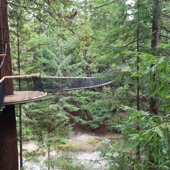 Redwoods Treewalk & Nightlights - More tree walk - Parks Near Me - Rotorua, BOP