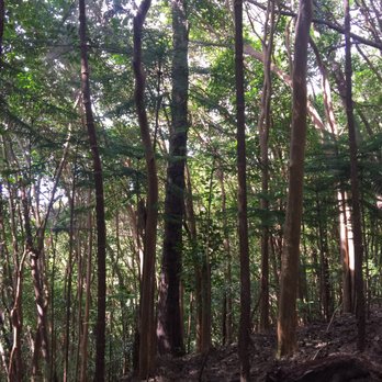 Kuliouou Ridge Trail - 01.11.18 treez - Hiking Near Me - Honolulu, Hawaii Kuliouou Ridge Trail - 01.11.18 treez - Hiking Near Me - Honolulu, Hawaii