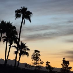 Fountain View Coffee - Four Peaks Mtn in distance behind Fountain Lake Palm trees