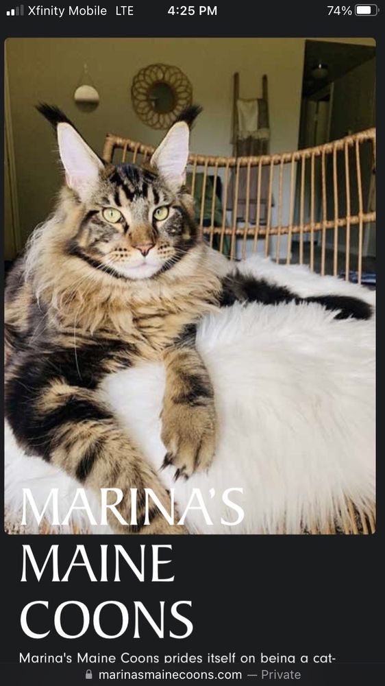 MARINAS MAINE COONS Updated September 2024 Houston, Texas Pet