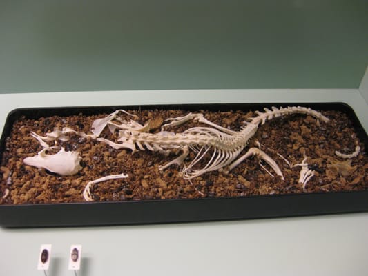 Naturhistorisches Museum Bern by null