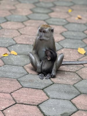 Bukit Timah Nature Reserve by null