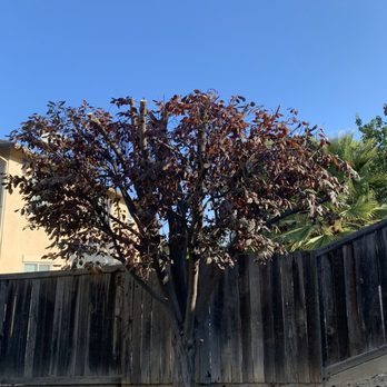 Eli Tree Service - Back yard - Tree Services Near Me