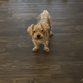 PetSmart - Before - Pet Stores Near Me - Sunset Valley, Texas
