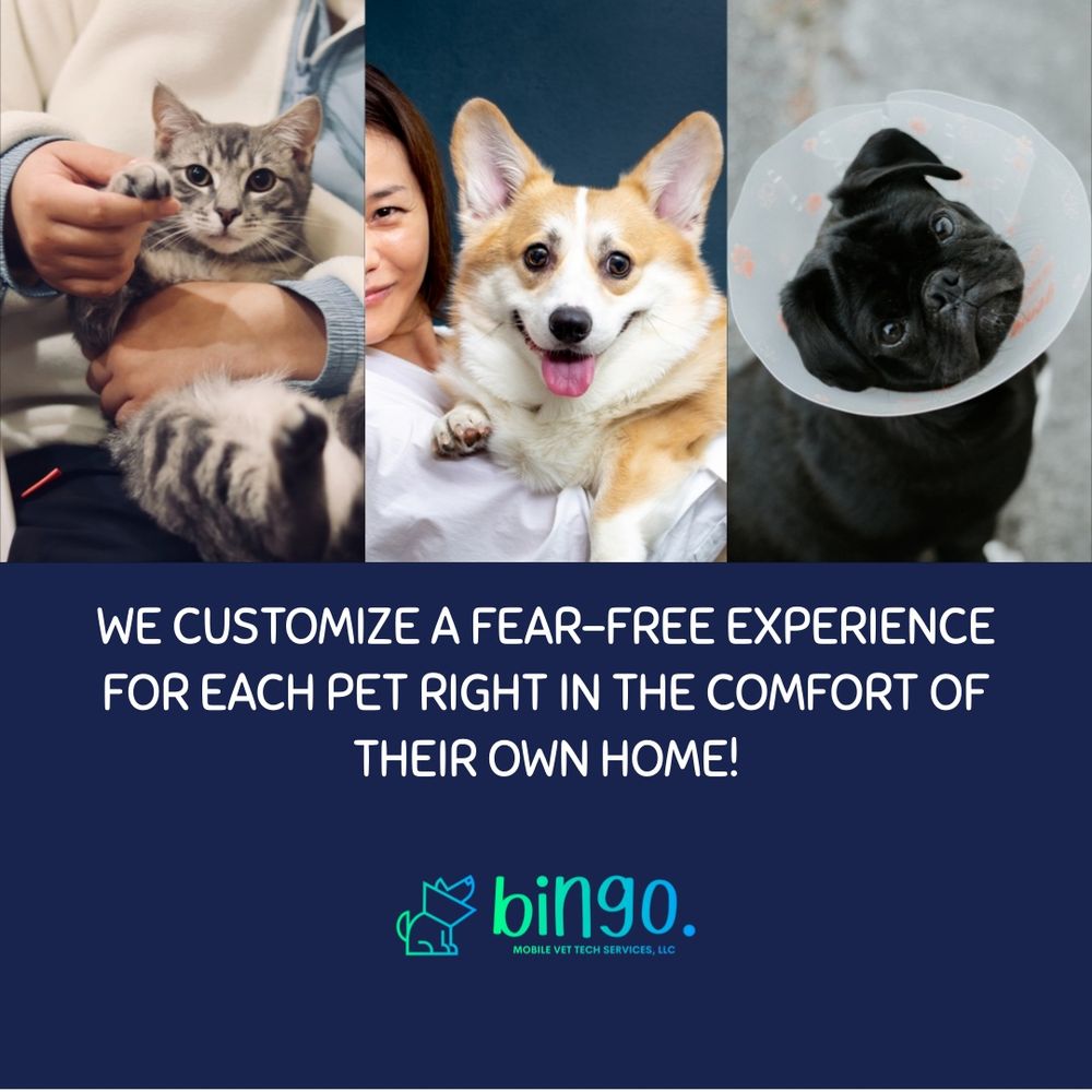Bingo Mobile Vet Tech Services Image