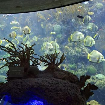 Shedd Aquarium - Aquariums Near Me - Chicago, Illinois Shedd Aquarium - Aquariums Near Me - Chicago, Illinois