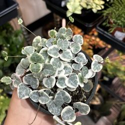 Seattle Plant Daddy
